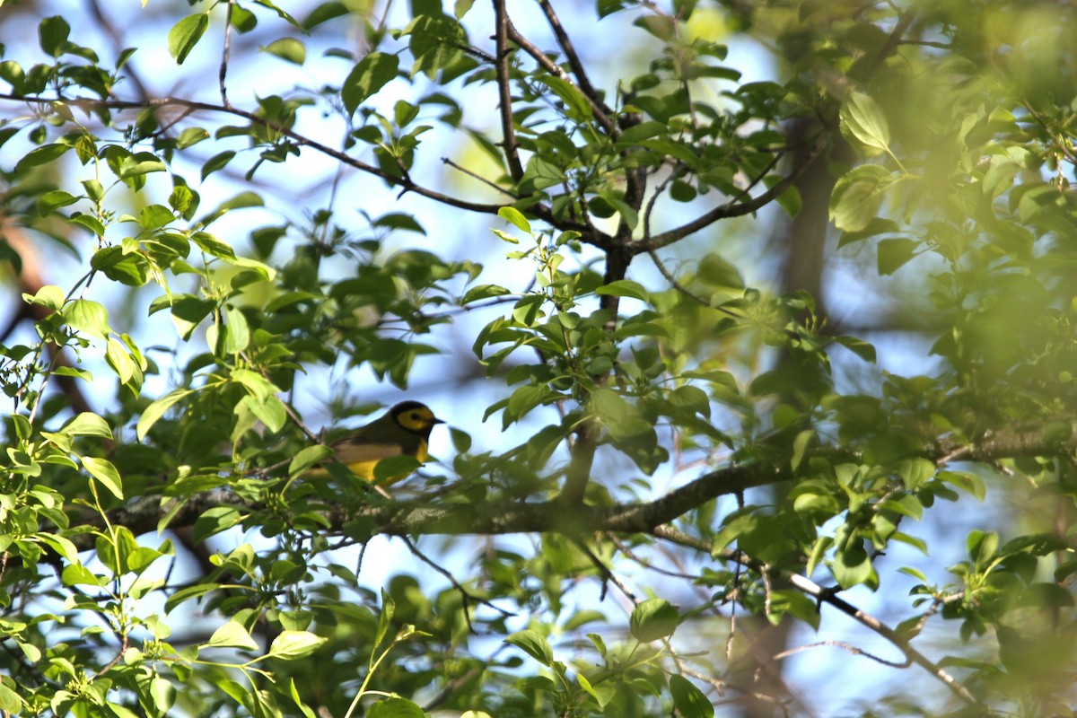 Болотянка чорногорла - ML644337702