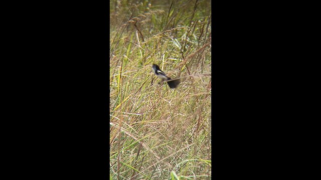 Cock-tailed Tyrant - ML644337710