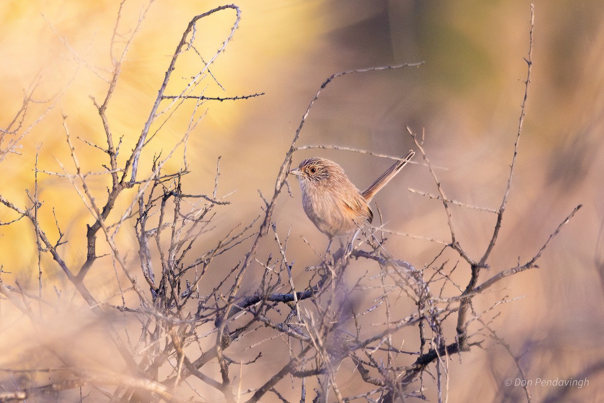 Thick-billed Grasswren - ML644337718