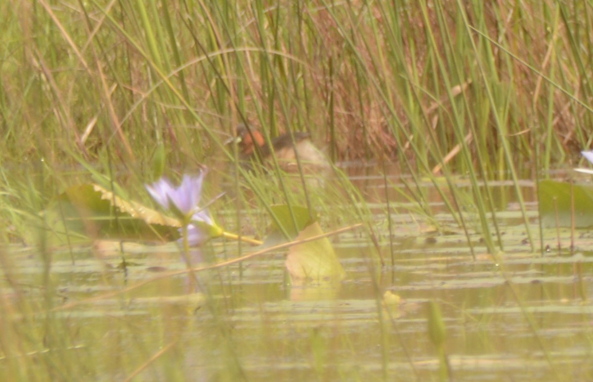 Little Grebe - ML644337719