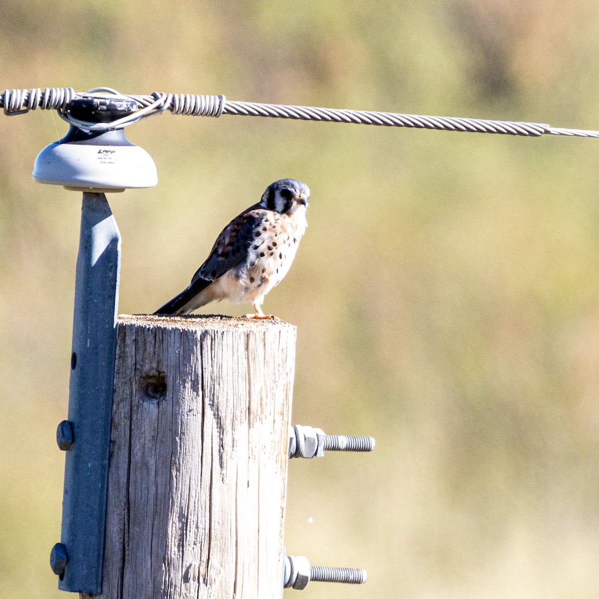 Crécerelle d'Amérique - ML644337724