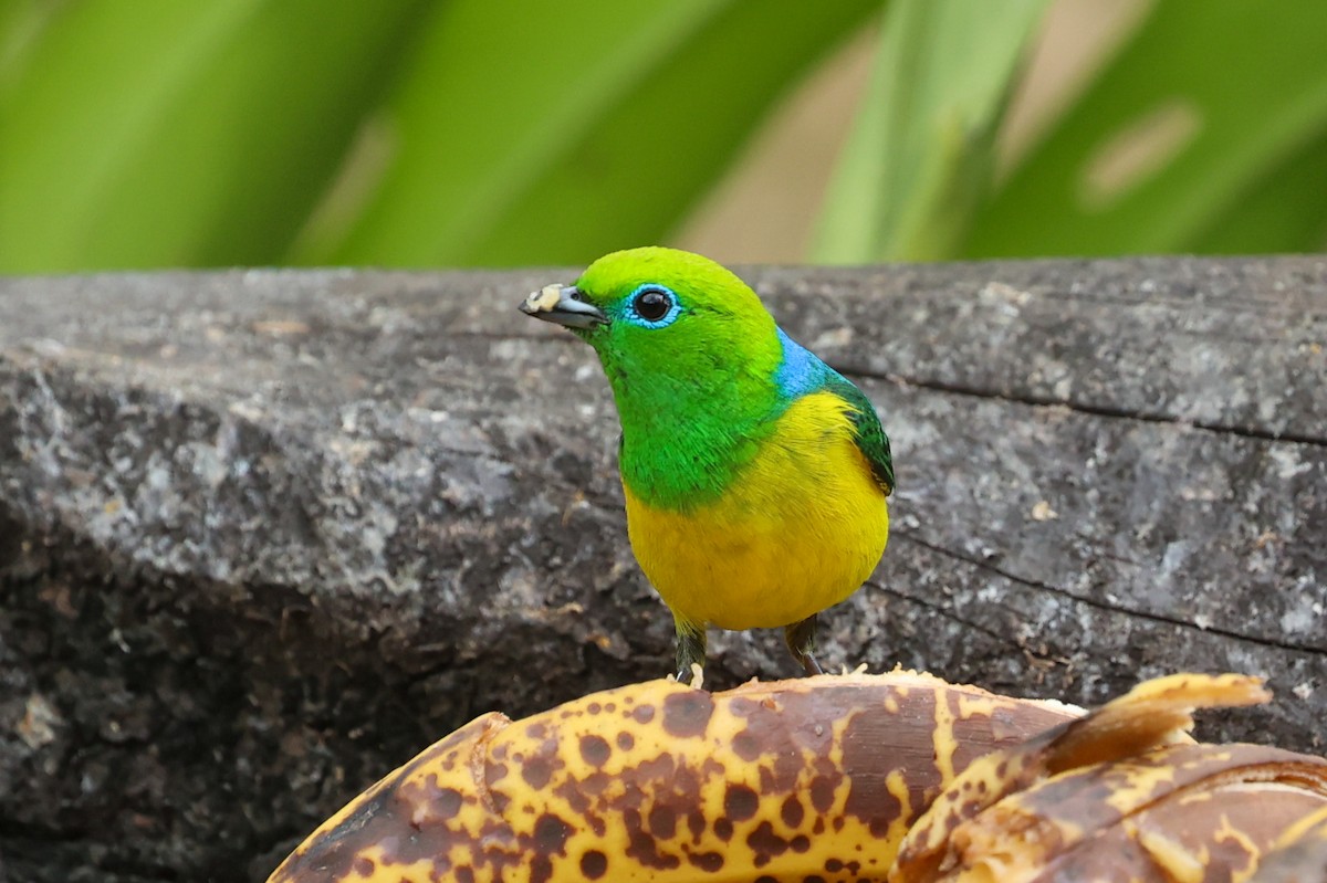 ミドリフウキンチョウ - ML644337736