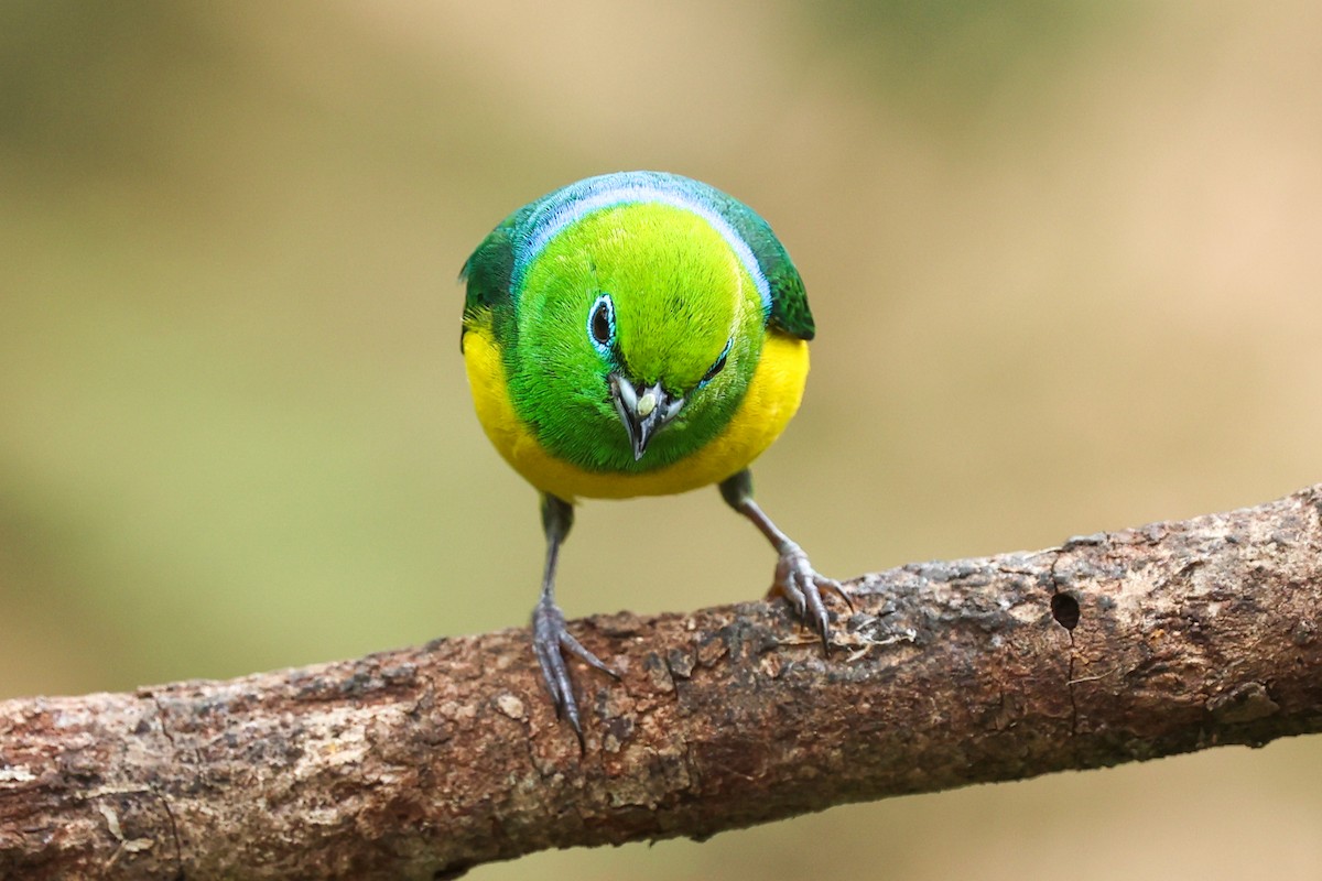 ミドリフウキンチョウ - ML644337737