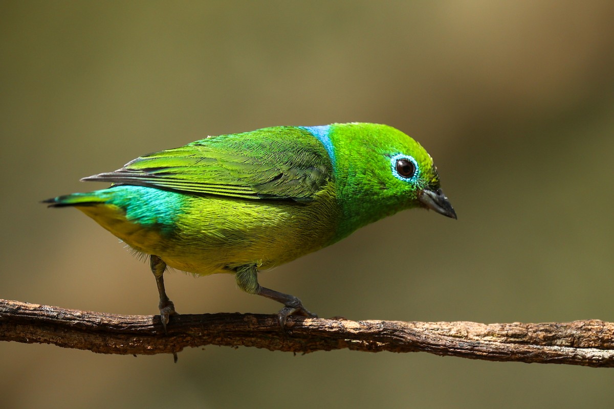 ミドリフウキンチョウ - ML644337738