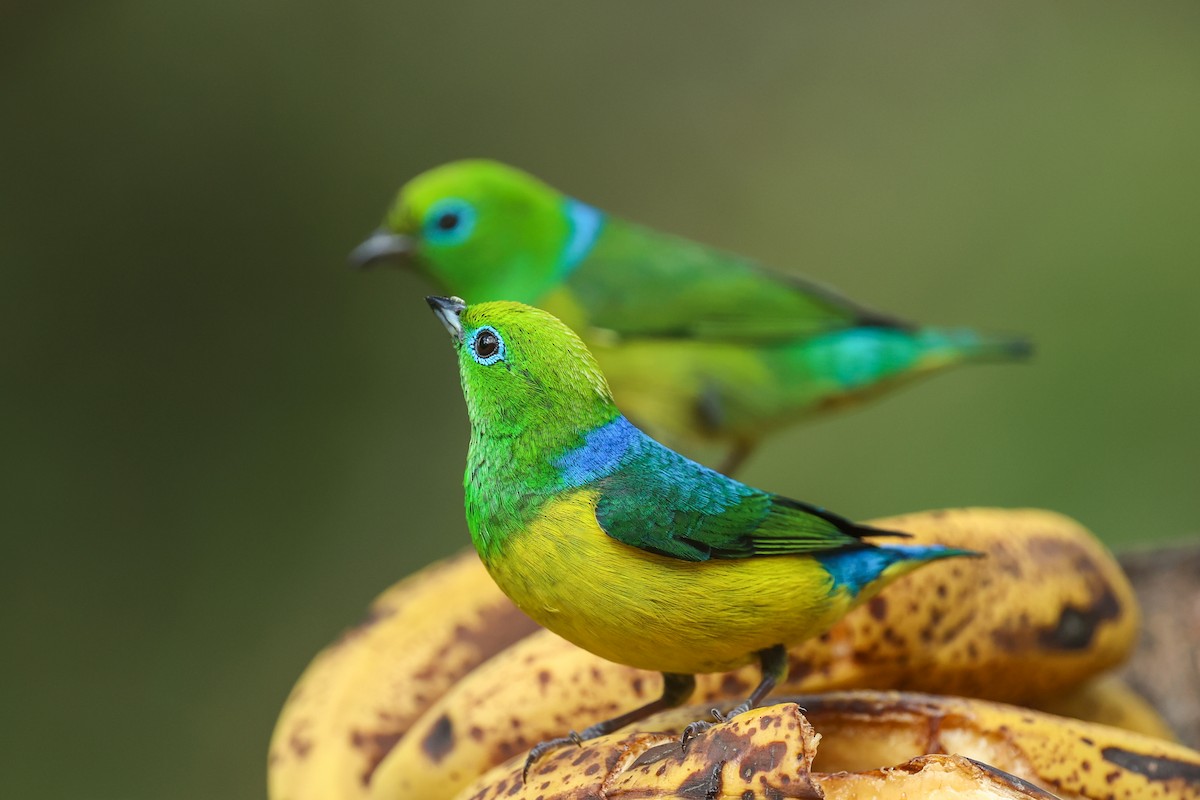 ミドリフウキンチョウ - ML644337739