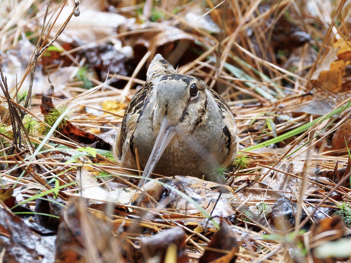 American Woodcock - ML644337741
