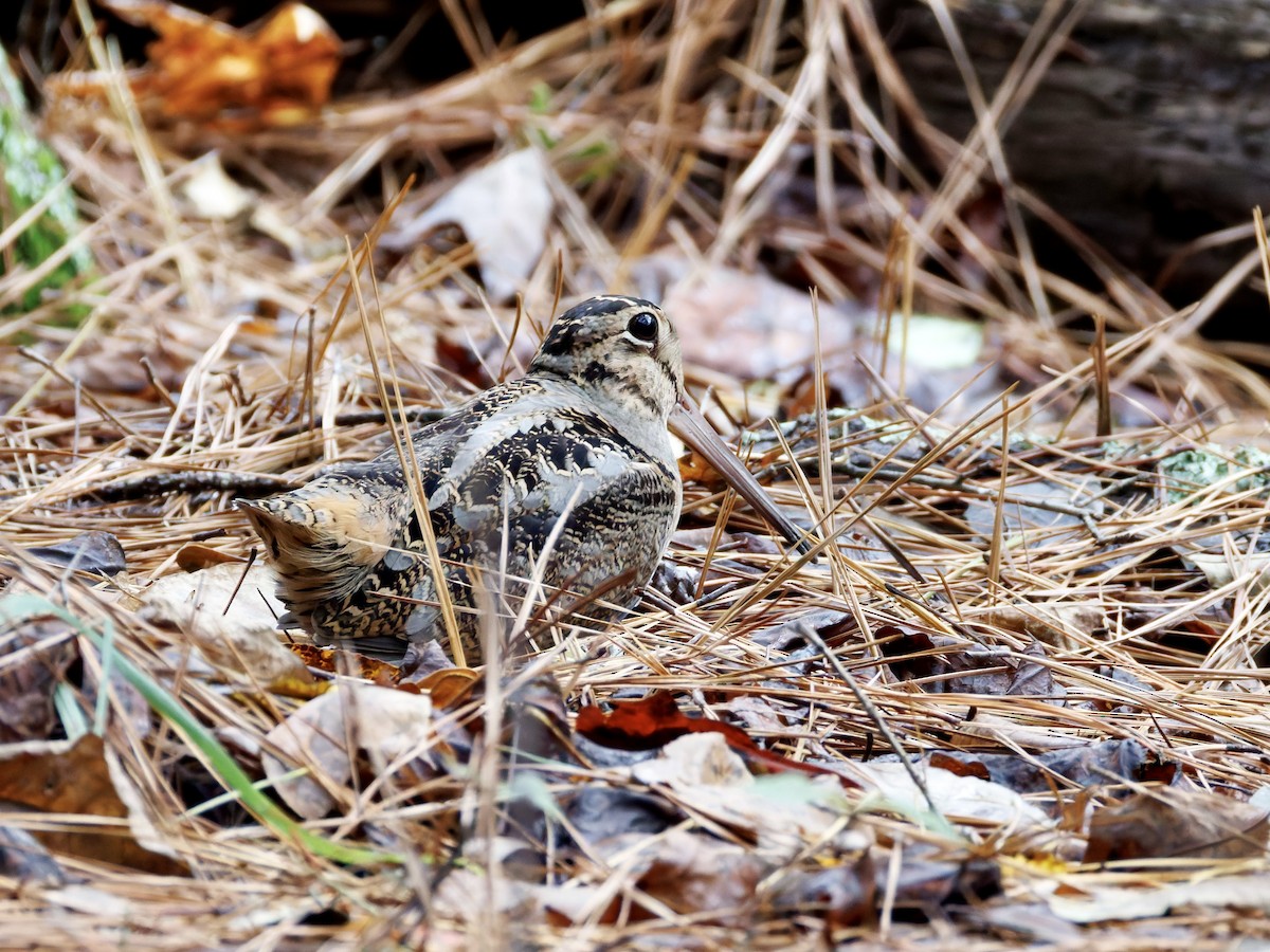 American Woodcock - ML644337742