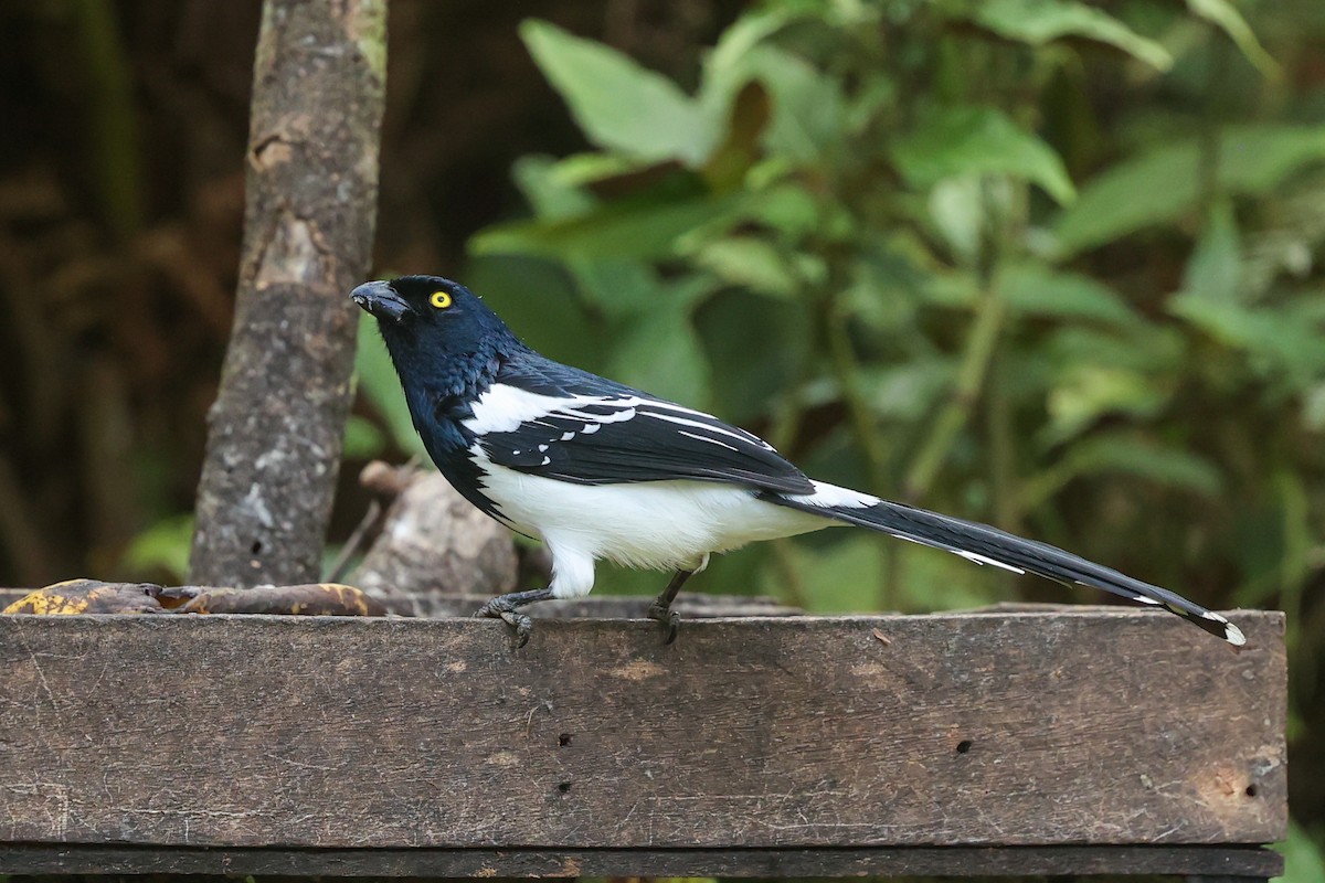 Magpie Tanager - ML644337756