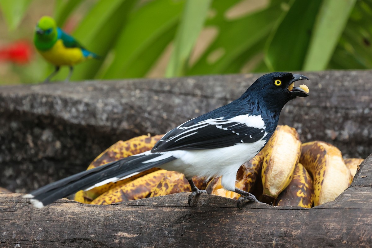 Magpie Tanager - ML644337757