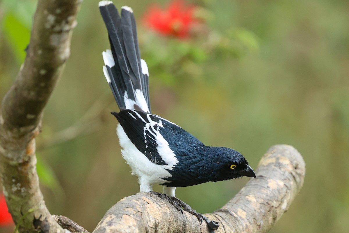 Magpie Tanager - ML644337758