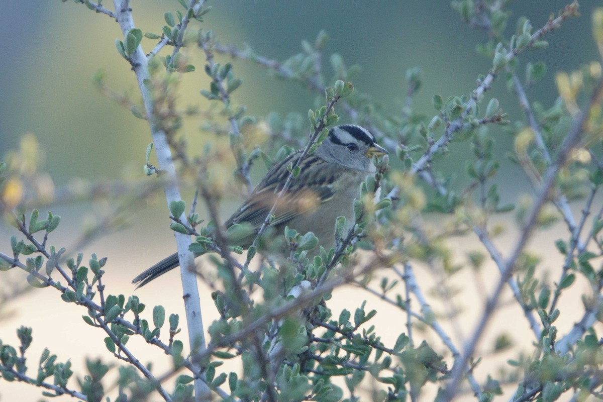 White-crowned Sparrow (pugetensis) - ML644337759