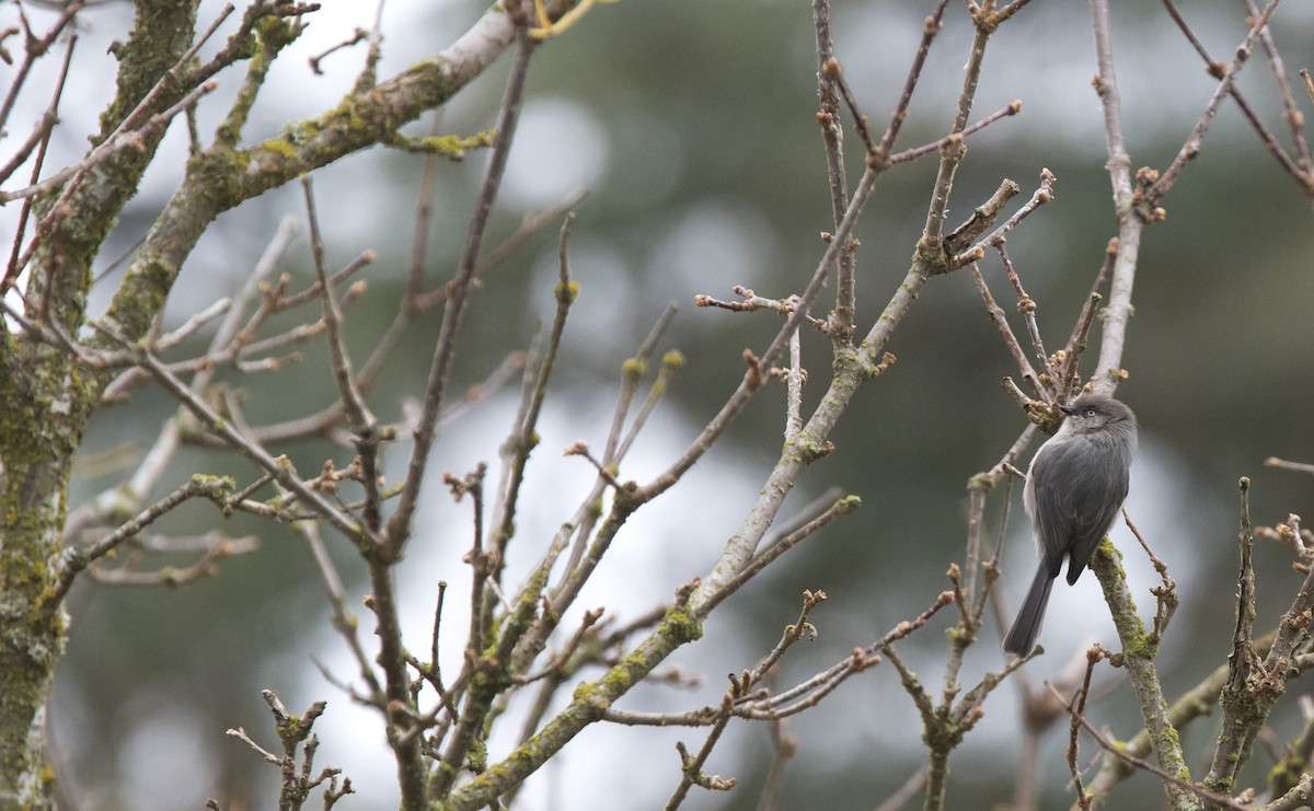 ヤブガラ - ML644337761