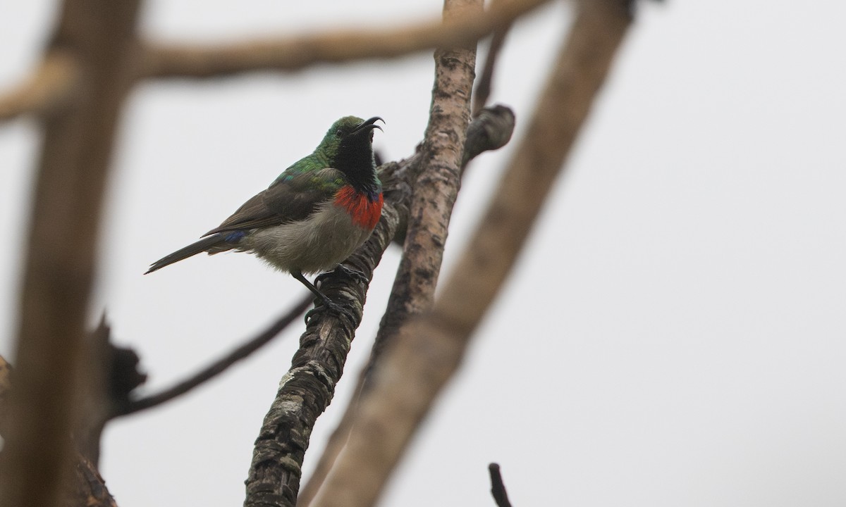 Eastern Miombo Sunbird - ML644337763