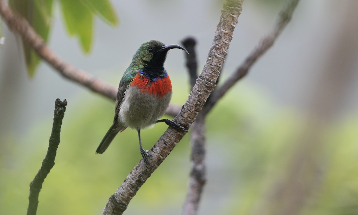 Eastern Miombo Sunbird - ML644337764