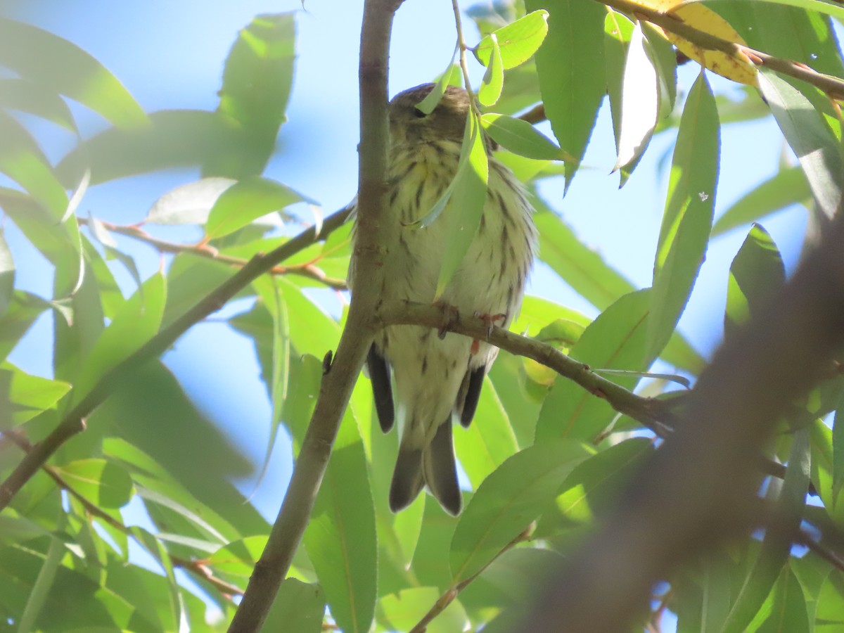 Verzellino - ML644337793