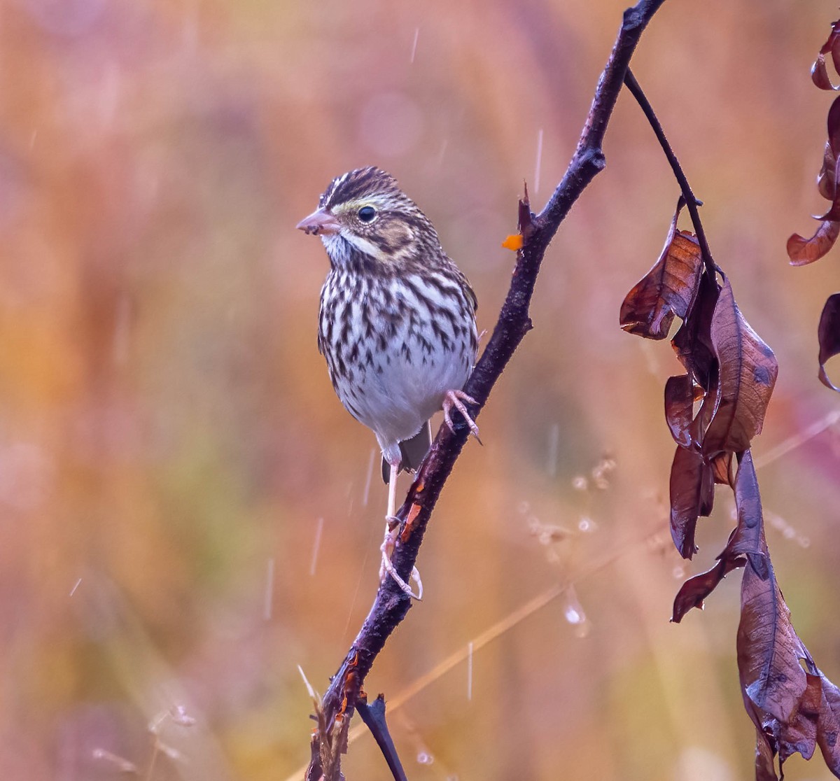 musespurv - ML644337816