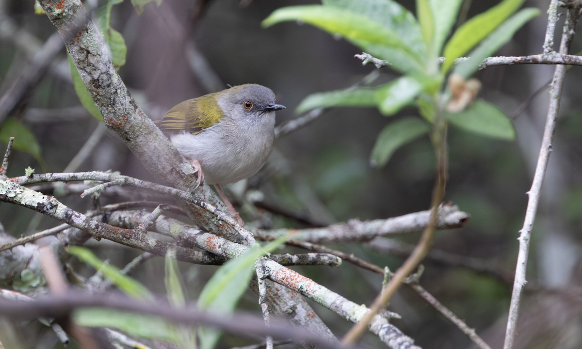 Yeşil Sırtlı Kamaropter [brachyura grubu] - ML644337821