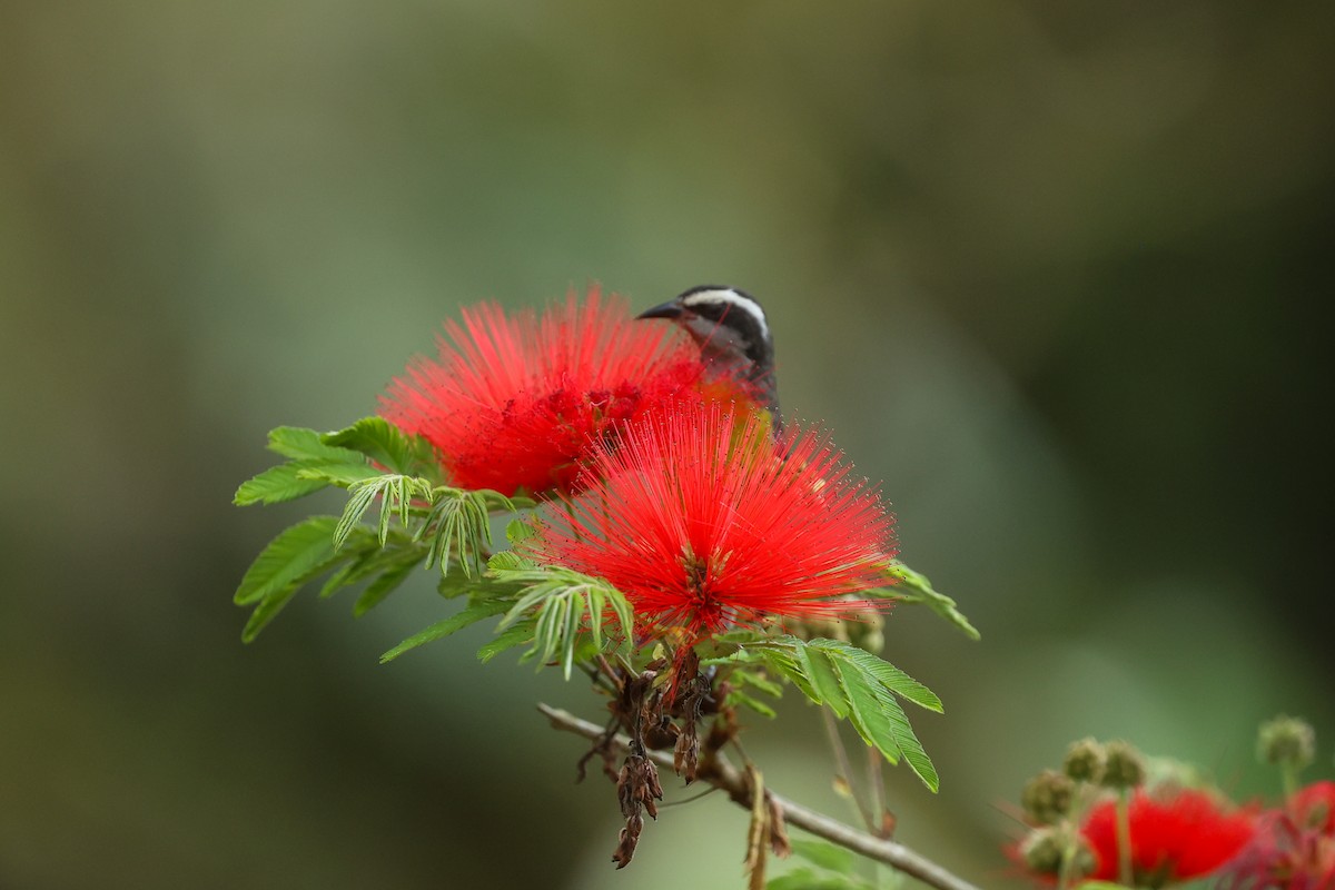 Sucrier à ventre jaune - ML644337825