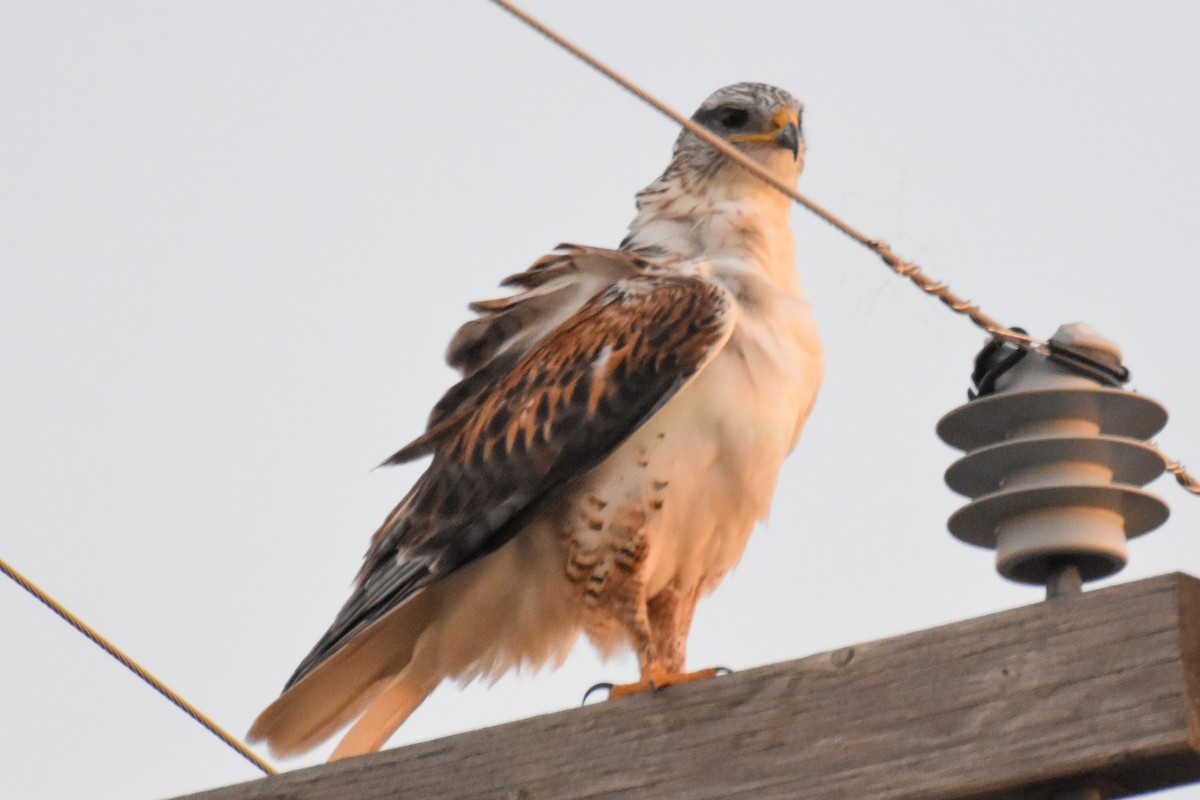 Ferruginous Hawk - ML644337837