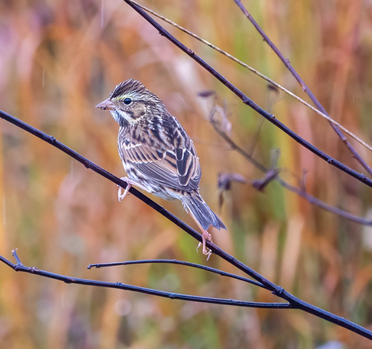 musespurv - ML644337843