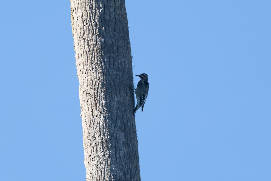 Yellow-bellied Sapsucker - ML644337844