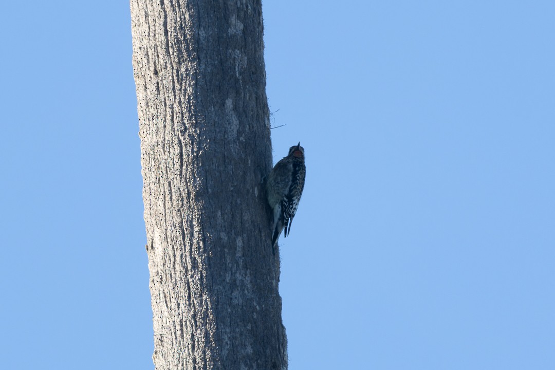 Yellow-bellied Sapsucker - ML644337845