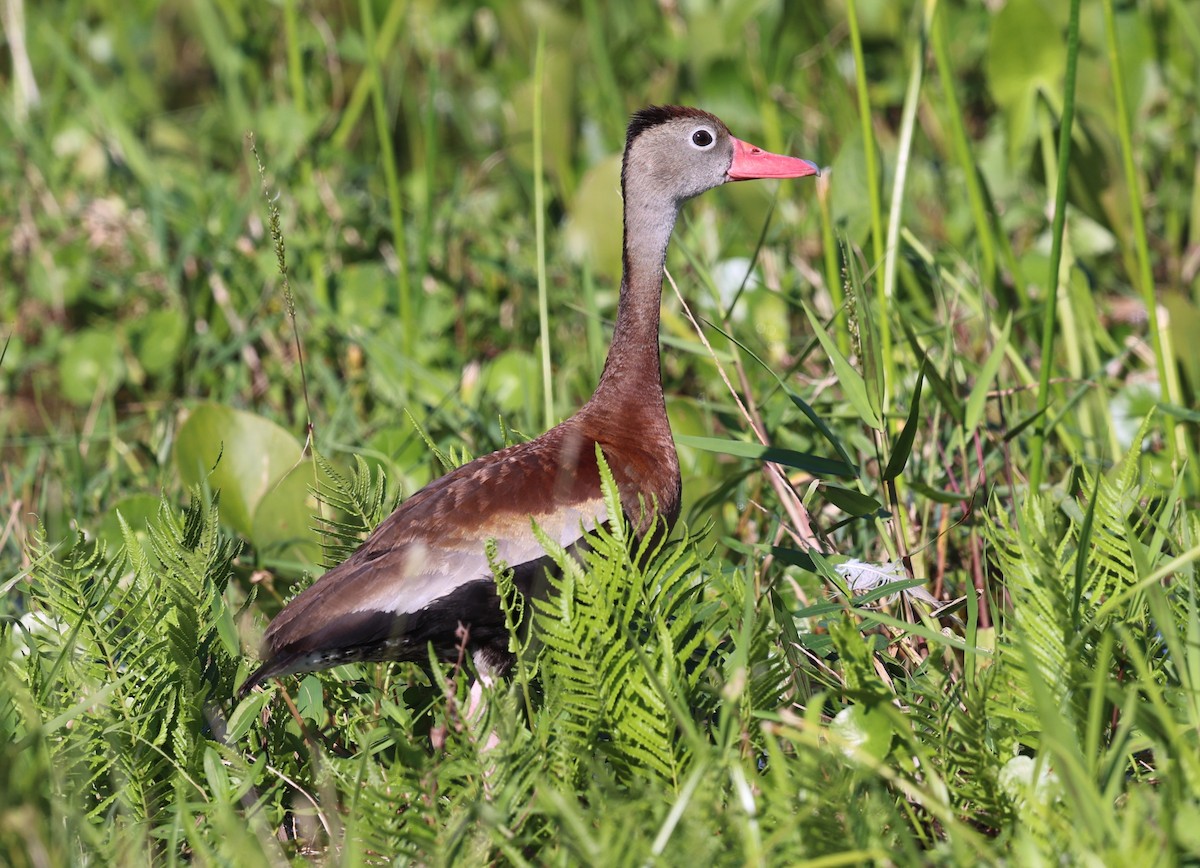 Black-bellied Whistling-Duck - ML644337846