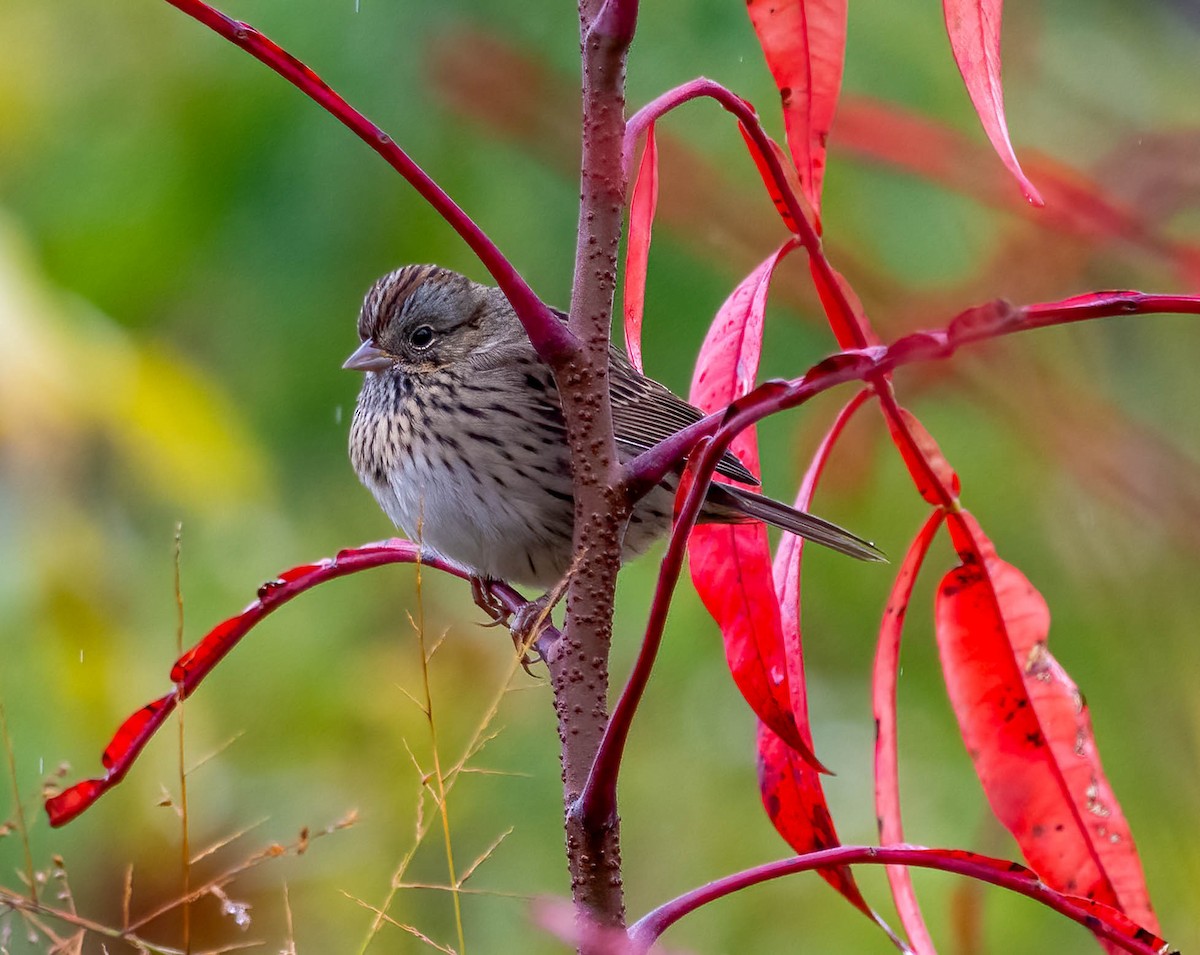 gråbrynspurv - ML644337850