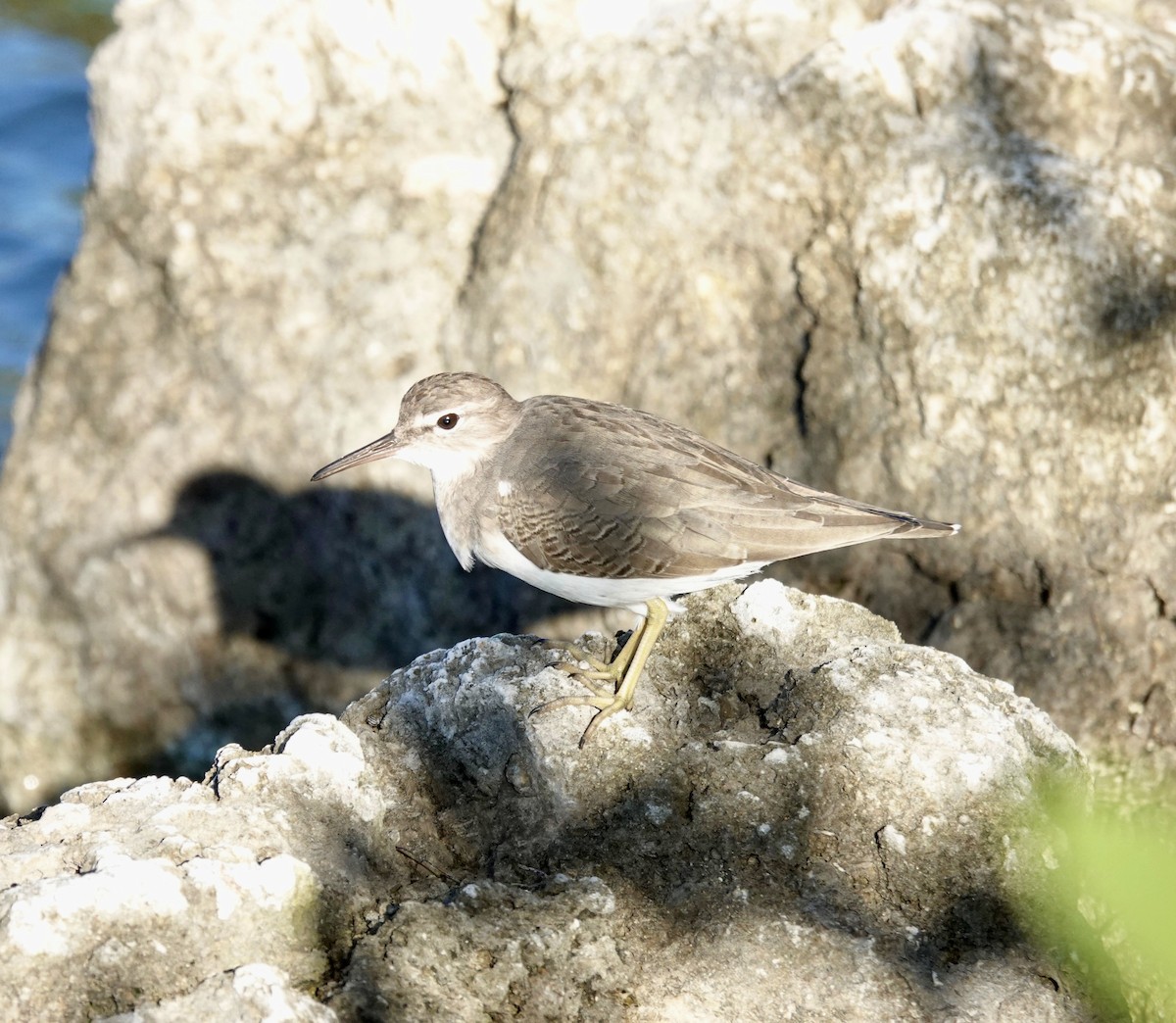 アメリカイソシギ - ML644337852