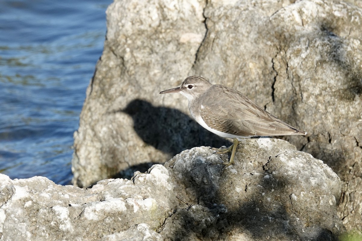 アメリカイソシギ - ML644337854