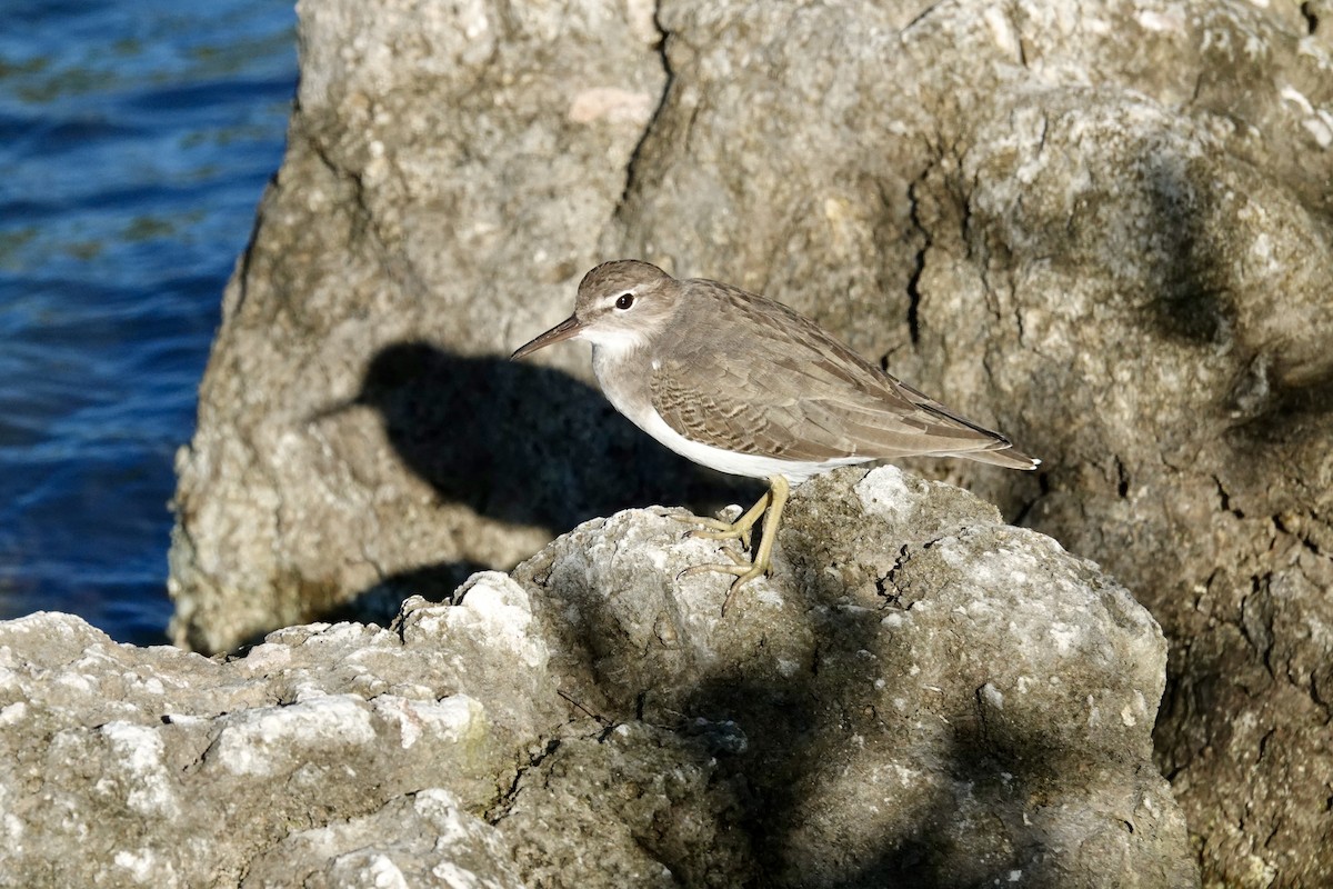 アメリカイソシギ - ML644337855