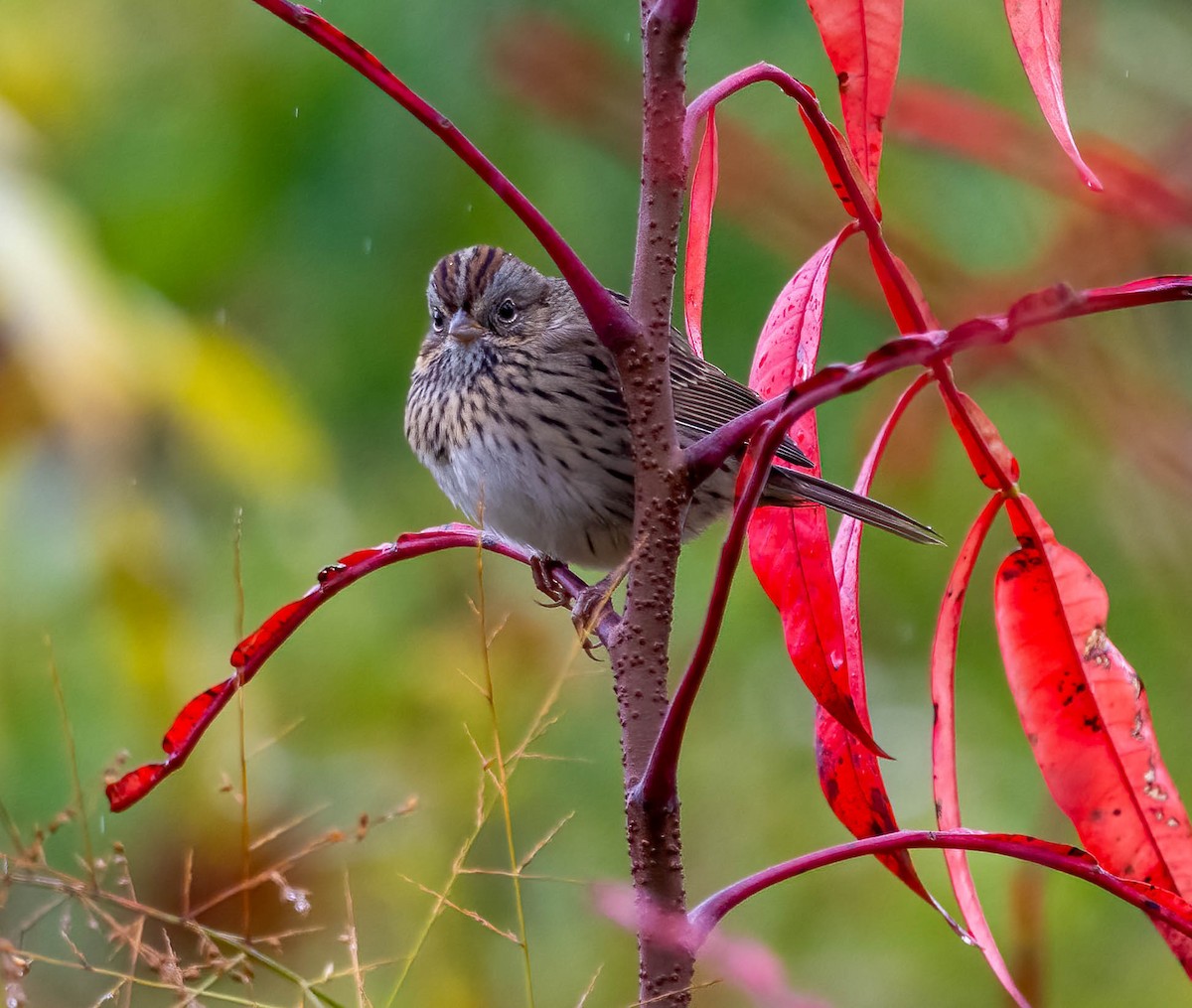 gråbrynspurv - ML644337859