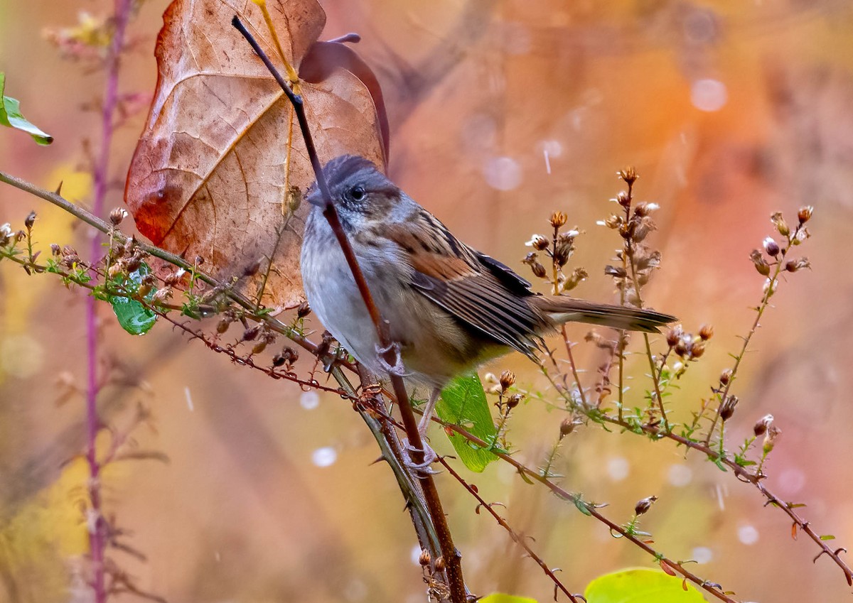 sumpspurv - ML644337866