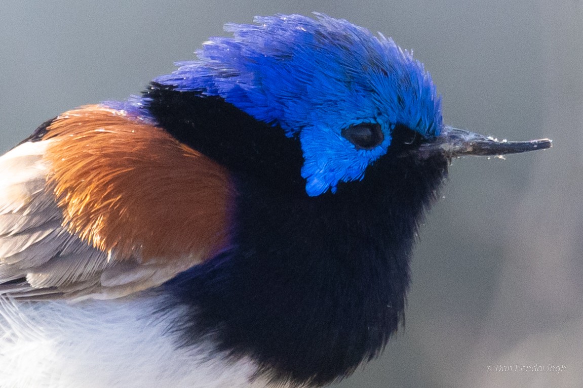 Purple-backed Fairywren (Purple-backed) - ML644337867