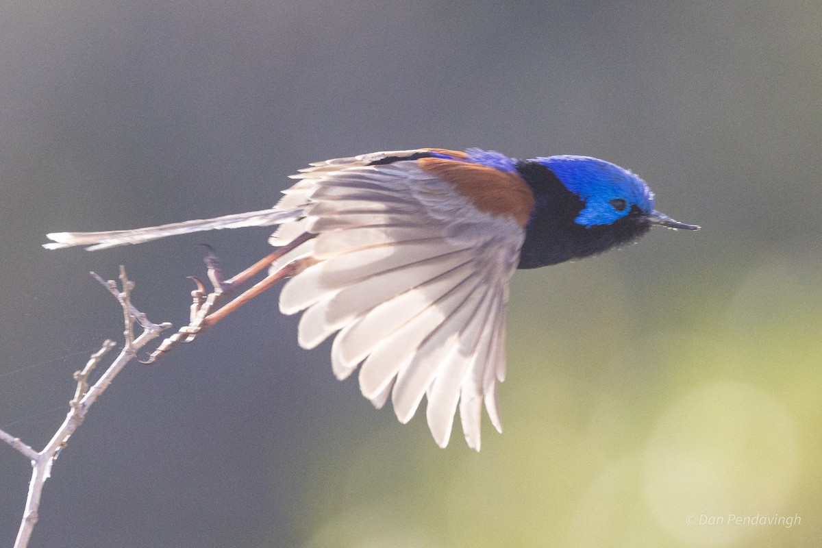 Purple-backed Fairywren (Purple-backed) - ML644337869