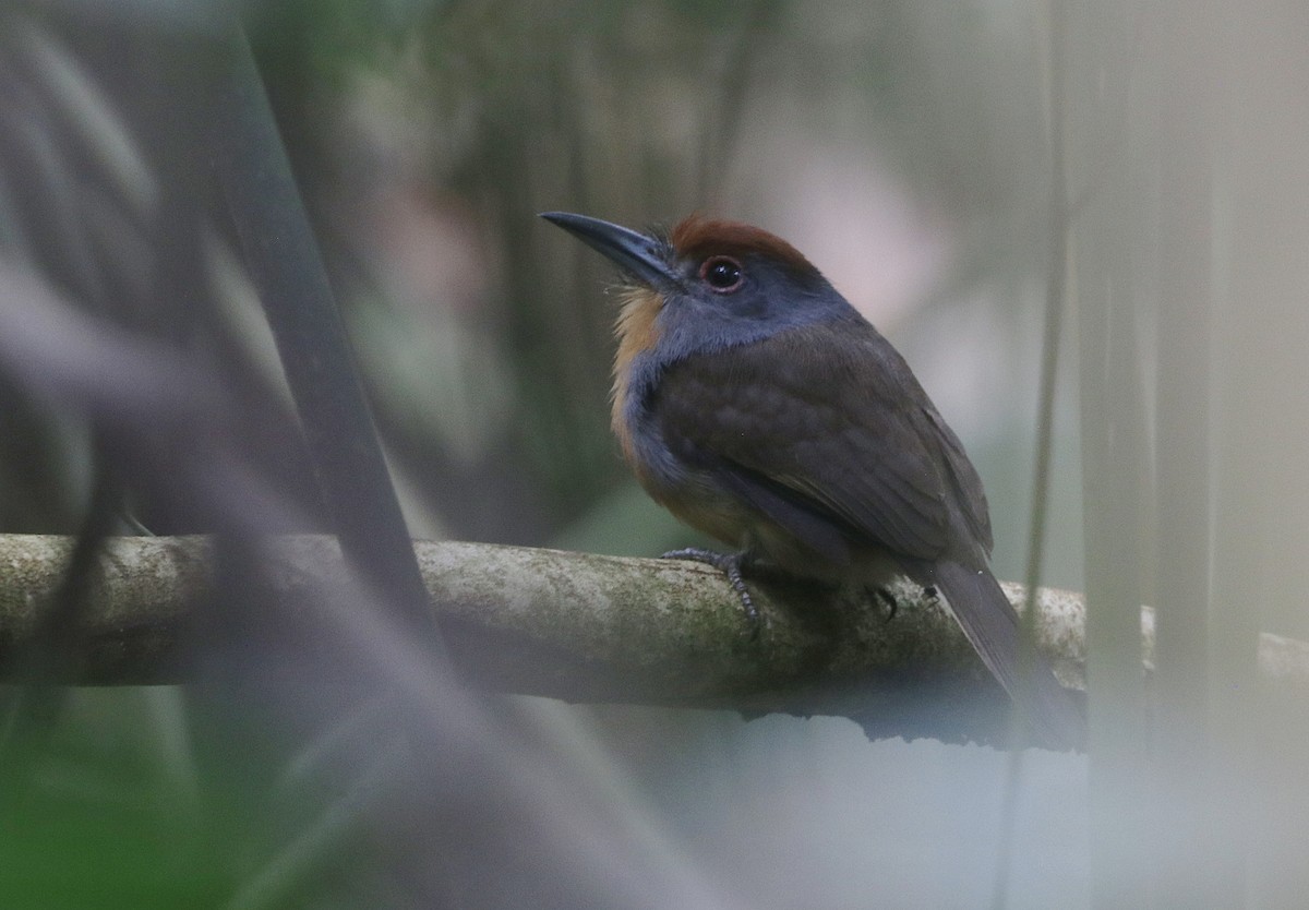 Rufous-capped Nunlet - ML644337870