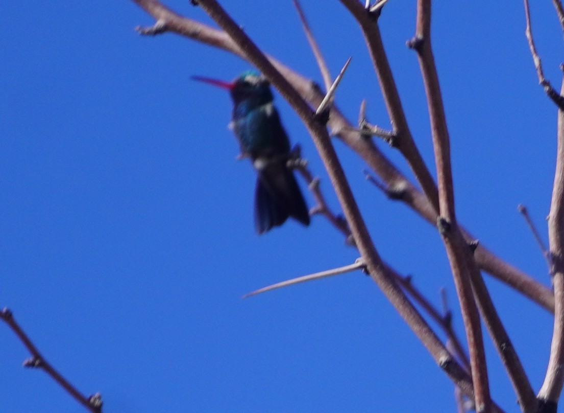 Broad-billed Hummingbird - ML644337871