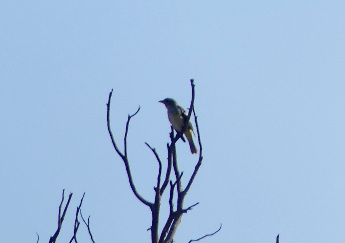 Червоїд жовтоволий - ML644337872