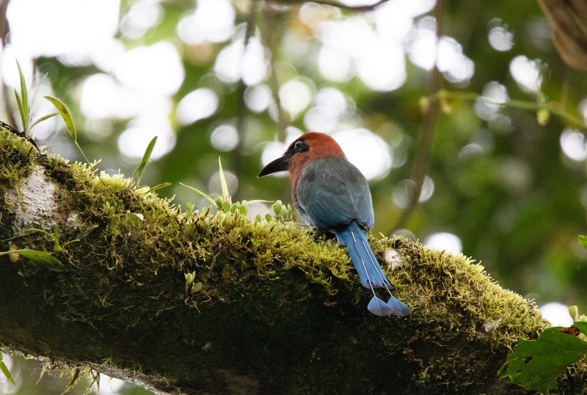 Motmot roux - ML644337879