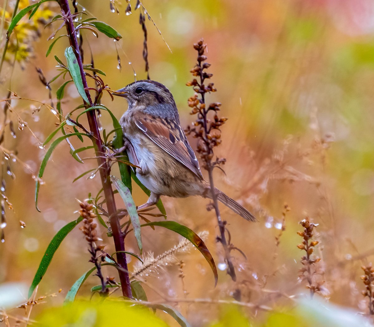 sumpspurv - ML644337881