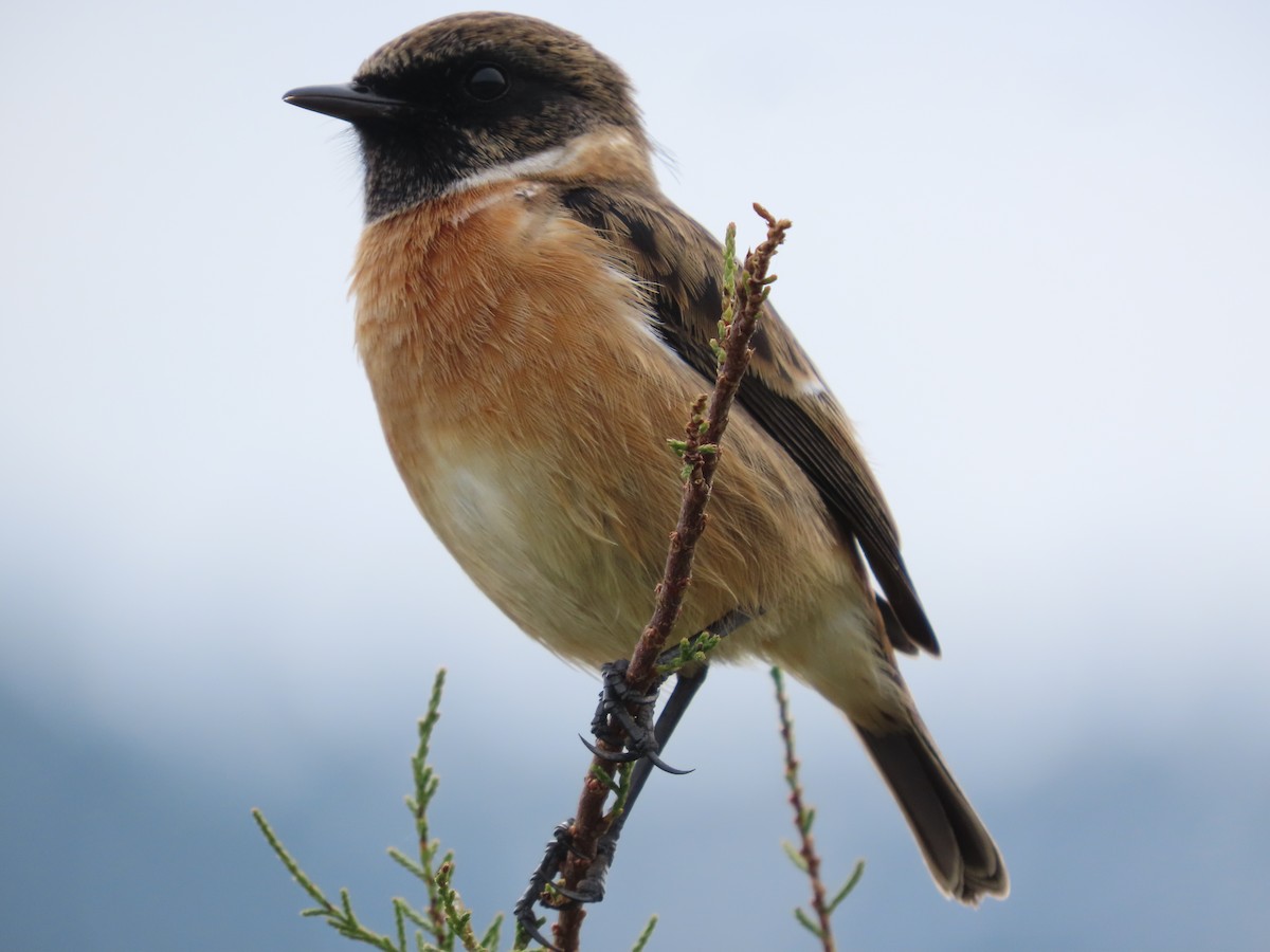 European Stonechat - ML644337890