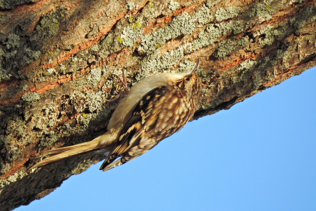 Brown Creeper - ML644337891