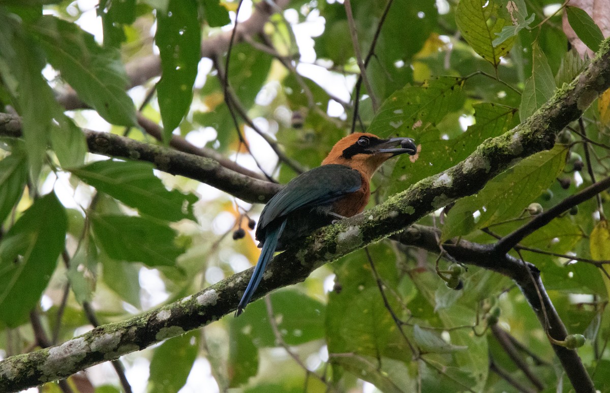 Motmot roux - ML644337907