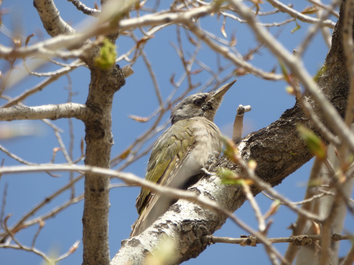 Gray-headed Woodpecker - ML64433791