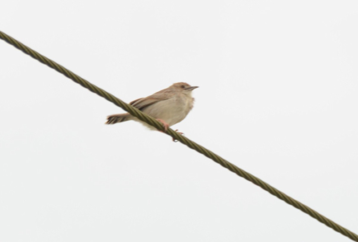 Rattling Cisticola - ML644337927