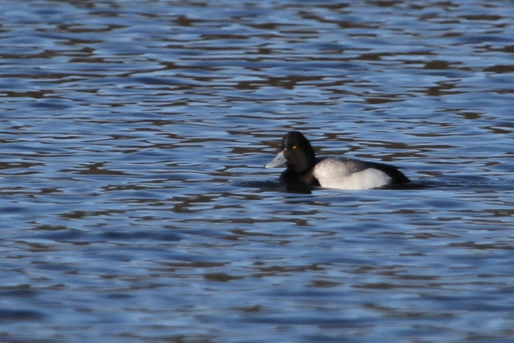 Bergente - ML644337929