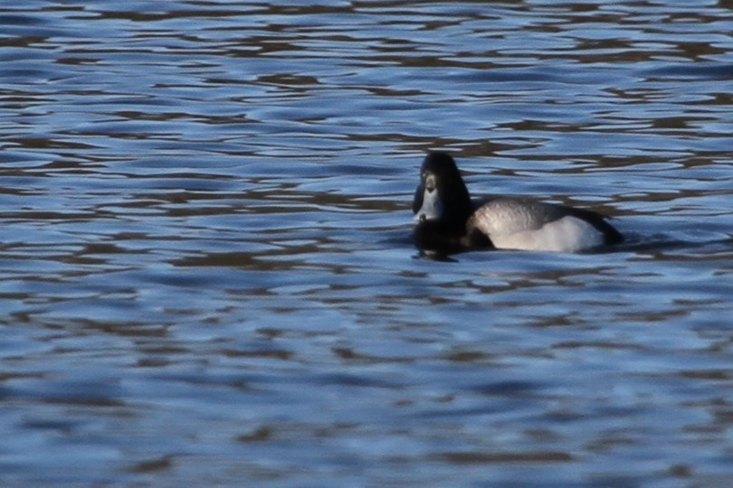 Bergente - ML644337930