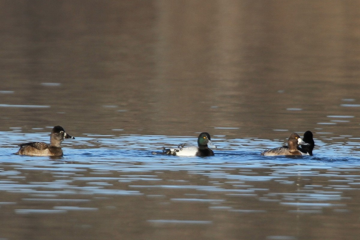 Bergente - ML644337931