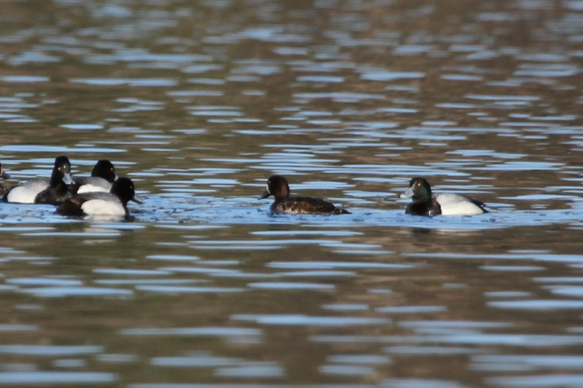 Bergente - ML644337932
