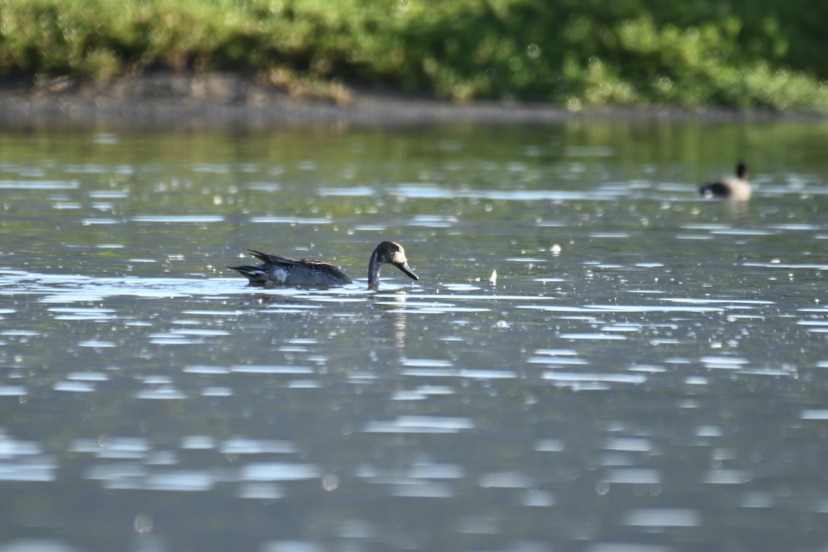 Northern Pintail - ML644337971